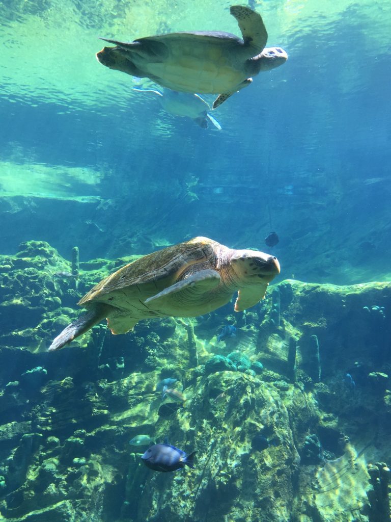 Aquarium
